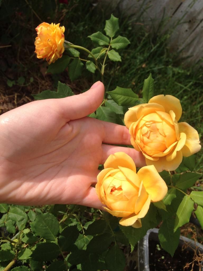 photo B2CC1E66-992C-4ED8-90E7-EFEC98C5CBCD_zpsgpo4bie3.jpg